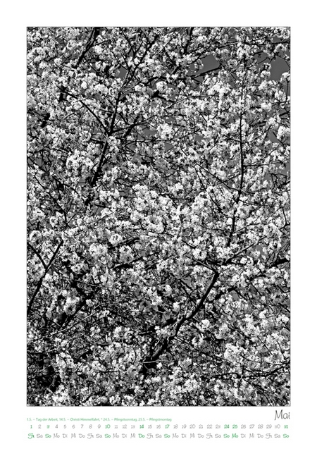 Kalender 2026 „Baumsichten"